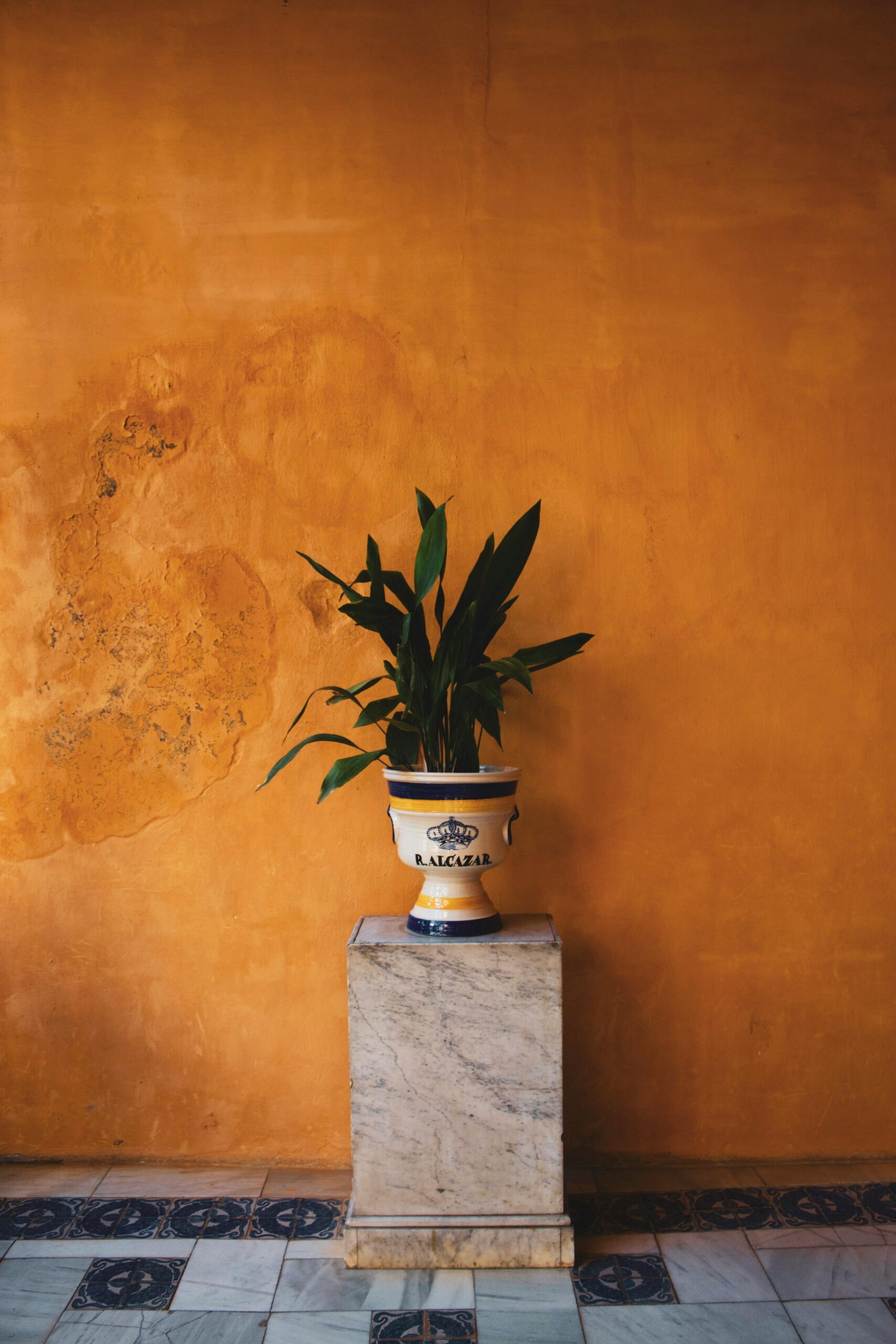 A vibrant green plant in a decorative pot sits on a marble stand against a striking orange wall.