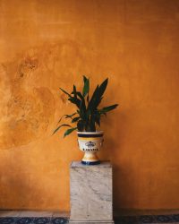 pexels-photo-3289085-3289085 A vibrant green plant in a decorative pot sits on a marble stand against a striking orange wall.